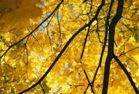 Yellow Trees